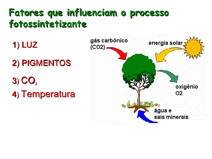 A Fotossintese é Importante Para A Vida Na Terra Enem