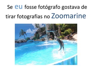 Se eu fosse fotógrafo gostava de
tirar fotografias no Zoomarine