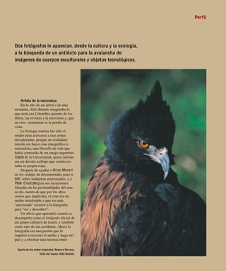 Perfil




Dos fotógrafos le apuestan, desde la cultura y la ecología,
a la búsqueda de un antídoto para la avalancha de
imágenes de cuerpos esculturales y objetos tecnológicos.




    Artista de la naturaleza
    En lo alto de un árbol o de una
montaña, Aldo Brando imaginaba lo
que sería esa Colombia ausente de los
libros, las revistas y la televisión y, que
en esos momentos se le perdía de
vista.
    La biología marina fue sólo el
medio para acercarse a esas zonas
inexploradas, porque su verdadera
misión era hacer cine etnográfico o
naturalista, una filosofía de vida que
había contraído de un amigo argentino
hippie de la Universidad, quien además
era un devoto ecólogo que confeccio-




                                                                         ■
naba su propia ropa.
    Después de ayudar a Brian Mozart




                                                                       ■ P E R F I L
en los rodajes de documentales para la
BBC sobre indígenas amenazados, y a
Peter Creutzberg en sus incursiones
filmadas de las profundidades del mar,
se dio cuenta de que por los altos
costos que implicaba, el cine era un
sueño irrealizable y que era más                                          63
“aterrizado” recurrir a la fotografía
para “ver y descubrir”.
    Un oficio que aprendió cuando se                                   C r e d e n c i a l
desempeño como el fotógrafo oficial de
un grupo callejero de teatro, y también
como uno de sus acróbatas. Ahora la
fotografía era una pasión que lo
impulsó a recorrer el ancho y largo del
país y a efectuar una travesía entre
                                                                       R e v i s t a




 Águila de los andes tropicales. Reserva Nirvana,
                   Valle del Cauca. Aldo Brando.
 