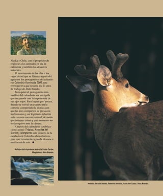 Alaska y Chile, con el propósito de
registrar a los animales en vía de
extinción y también los desastres
naturales.
    El movimiento de las olas o los
rayos de sol que se filtran a través del
agua son los protagonistas del calenda-
rio Colombia Ilum inada 2006, una
retrospectiva que resume los 23 años
de trabajo de Aldo Brando.
    Pero quizá el protagonista más
insólito del calendario sea un águila
que sorprende con la imponencia de
sus ojos rojos. Para lograr que ‘posara’,
Brando se volvió un experto en la
cetrería: comprendió la técnica con
que las aves comparten su presa con
los humanos y así logró una relación
más cercana con este animal, de modo




                                                                                                                              ■
que intuyera cómo y que momento no




                                                                                                                            ■ P E R F I L
sería esquivo ante la cámara.
    A través del calendario y publica-
ciones como Trópico, Arrecifes del
Caribe y Manglares, este pionero de la
escalada en Colombia abona terreno
para que la naturaleza pueda elevarse a
una forma de arte. ◆
                                                                                                                               65
   Reflejos del atyardecer sobre la Costa Caribe,
                       Magdalena. Aldo Brando.
                                                                                                                            C r e d e n c i a l
                                                                                                                            R e v i s t a




                                                    Venado de cola blanca. Reserva Nirvana, Valle del Cauca. Aldo Brando.
 