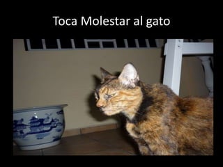 Toca Molestar al gato