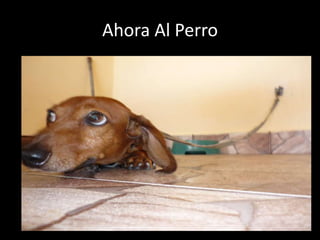 Ahora Al Perro