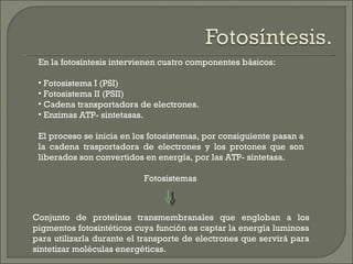 En la fotosíntesis intervienen cuatro componentes básicos:

 • Fotosistema I (PSI)
 • Fotosistema II (PSII)
 • Cadena transportadora de electrones.
 • Enzimas ATP- sintetasas.

 El proceso se inicia en los fotosistemas, por consiguiente pasan a
 la cadena trasportadora de electrones y los protones que son
 liberados son convertidos en energía, por las ATP- sintetasa.

                           Fotosistemas



Conjunto de proteínas transmembranales que engloban a los
pigmentos fotosintéticos cuya función es captar la energía luminosa
para utilizarla durante el transporte de electrones que servirá para
sintetizar moléculas energéticas.
 