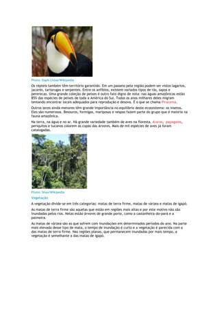 Photo: Daph Chloe/Wikipedia
Os répteis também têm território garantido. Em um passeio pela região podem ser vistos lagartos,
jacarés, tartarugas e serpentes. Entre os anfíbios, existem variados tipos de rãs, sapos e
pererecas. Uma grande coleção de peixes é outro fato digno de nota: nas águas amazônicas estão
85% das espécies de peixes de toda a América do Sul. Todos os anos milhares deles migram
tentando encontrar locais adequados para reprodução e desova. É o que se chama Piracema.
Outros seres ainda menores têm grande importância no equilíbrio deste ecossistema: os insetos.
Eles são numerosos. Besouros, formigas, mariposas e vespas fazem parte do grupo que é maioria na
fauna amazônica.
Na terra, na água e no ar. Há grande variedade também de aves na floresta. Araras, papagaios,
periquitos e tucanos colorem as copas das árvores. Mais de mil espécies de aves já foram
catalogadas.




Photo: Shao/Wikipedia
Vegetação
A vegetação divide-se em três categorias: matas de terra firme, matas de várzea e matas de igapó.
As matas de terra firme são aquelas que estão em regiões mais altas e por este motivo não são
inundadas pelos rios. Nelas estão árvores de grande porte, como a castanheira-do-pará e a
palmeira.
As matas de várzea são as que sofrem com inundações em determinados períodos do ano. Na parte
mais elevada desse tipo de mata, o tempo de inundação é curto e a vegetação é parecida com a
das matas de terra firme. Nas regiões planas, que permanecem inundadas por mais tempo, a
vegetação é semelhante a das matas de igapó.
 