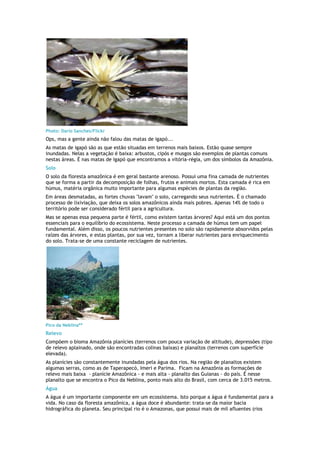 Photo: Dario Sanches/Flickr
Ops, mas a gente ainda não falou das matas de igapó...
As matas de igapó são as que estão situadas em terrenos mais baixos. Estão quase sempre
inundadas. Nelas a vegetação é baixa: arbustos, cipós e musgos são exemplos de plantas comuns
nestas áreas. É nas matas de igapó que encontramos a vitória-régia, um dos símbolos da Amazônia.
Solo
O solo da floresta amazônica é em geral bastante arenoso. Possui uma fina camada de nutrientes
que se forma a partir da decomposição de folhas, frutos e animais mortos. Esta camada é rica em
húmus, matéria orgânica muito importante para algumas espécies de plantas da região.
Em áreas desmatadas, as fortes chuvas "lavam" o solo, carregando seus nutrientes. É o chamado
processo de lixiviação, que deixa os solos amazônicos ainda mais pobres. Apenas 14% de todo o
território pode ser considerado fértil para a agricultura.
Mas se apenas essa pequena parte é fértil, como existem tantas árvores? Aqui está um dos pontos
essenciais para o equilíbrio do ecossistema. Neste processo a camada de húmus tem um papel
fundamental. Além disso, os poucos nutrientes presentes no solo são rapidamente absorvidos pelas
raízes das árvores, e estas plantas, por sua vez, tornam a liberar nutrientes para enriquecimento
do solo. Trata-se de uma constante reciclagem de nutrientes.




Pico da Neblina**
Relevo
Compõem o bioma Amazônia planícies (terrenos com pouca variação de altitude), depressões (tipo
de relevo aplainado, onde são encontradas colinas baixas) e planaltos (terrenos com superfície
elevada).
As planícies são constantemente inundadas pela água dos rios. Na região de planaltos existem
algumas serras, como as de Taperapecó, Imeri e Parima. Ficam na Amazônia as formações de
relevo mais baixa - planície Amazônica - e mais alta - planalto das Guianas - do país. É nesse
planalto que se encontra o Pico da Neblina, ponto mais alto do Brasil, com cerca de 3.015 metros.
Água
A água é um importante componente em um ecossistema. Isto porque a água é fundamental para a
vida. No caso da floresta amazônica, a água doce é abundante: trata-se da maior bacia
hidrográfica do planeta. Seu principal rio é o Amazonas, que possui mais de mil afluentes (rios
 