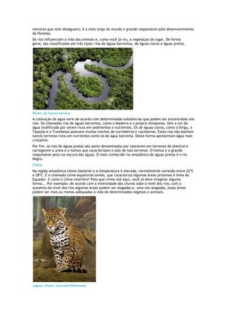 menores que nele deságuam), é o mais largo do mundo e grande responsável pelo desenvolvimento
da floresta.
Os rios influenciam a vida dos animais e, como você já viu, a vegetação do lugar. De forma
geral, são classificados em três tipos: rios de águas barrentas, de águas claras e águas pretas.




Photo: US Forest Service
A coloração da água varia de acordo com determinadas substâncias que podem ser encontradas nos
rios. Os chamados rios de águas barrentas, como o Madeira e o próprio Amazonas, têm a cor da
água modificada por serem ricos em sedimentos e nutrientes. Os de águas claras, como o Xingu, o
Tapajós e o Trombetas possuem muitos trechos de corredeiras e cachoeiras. Estes rios não banham
tantos terrenos ricos em nutrientes como os de água barrenta. Desta forma apresentam água mais
cristalina.
Por fim, os rios de águas pretas são assim denominados por nascerem em terrenos de planície e
carregarem a areia e o húmus que caracterizam o solo de tais terrenos. O húmus é o grande
responsável pela cor escura das águas. O mais conhecido rio amazônico de aguas pretas é o rio
Negro.
Clima
Na região amazônica chove bastante e a temperatura é elevada, normalmente variando entre 22ºC
e 28ºC. É o chamado clima equatorial úmido, que caracteriza algumas áreas próximas à linha do
Equador. E como o clima interfere? Pelo que vimos até aqui, você já deve imaginar alguma
forma... Por exemplo: de acordo com a intensidade das chuvas sobe o nível dos rios; com o
aumento do nível dos rios algumas áreas podem ser alagadas e, uma vez alagadas, essas áreas
podem ser mais ou menos adequadas à vida de determinados vegetais e animais.




Jaguar. Photo: Cburnett/Wikimedia
 