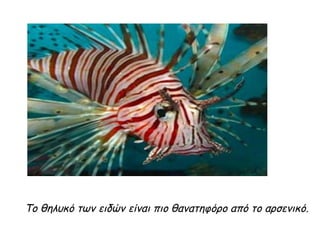 Το θηλυκό των ειδών είναι πιο θανατηφόρο από το αρσενικό.
 