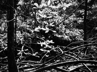 3:
Calibração
errada:
TAGS: LUZ, WB
 