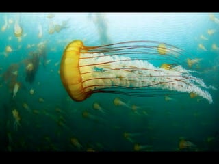 SUBEXPOSIÇÃO E
SUPEREXPOSIÇÃO
São indesejáveis porque diminuem a
quantidade de informação fotográfica 
disponível, provocam 
alto contraste e eliminam texturas.
 