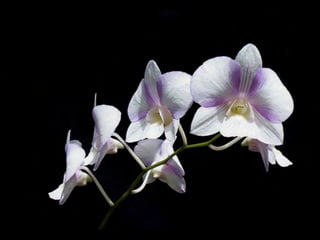 SUBEXPOSTA
Uma fotografia está
quando recebe menos luz do que 
o necessário para iluminar 
corretamente o motivo.
 