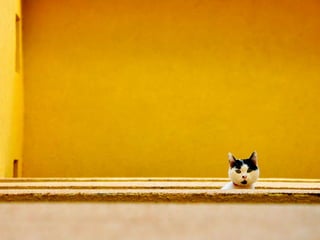 COMPOSIÇÃO
O fotógrafo precisa controlar:
 