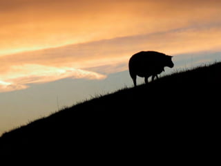 OBSERVAÇÃO:
Campo visual e
Somos animais terrestres.
 