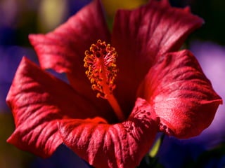 COMPOSIÇÃO: 
como planejar os elementos 
em uma imagem?
 