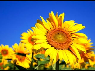 QUENTE vs. FRIO:
- Frio
- Sombra
- Transparente
- Sedativo
- Escasso
- Aéreo
- Distante
- Leve
- Úmido
- Quente
- Sol
- Opaco
- Estimulante
- Denso
- Terreno
- Próximo
- Pesado
- Seco
 