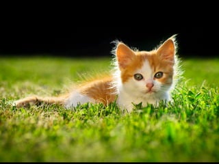 FUNDO
Jogar a luz no
serve para identificá-lo 
e destacar o primeiro plano.
 