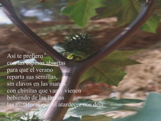 Así te prefiero  con las espinas abiertas  para que el verano reparta sus semillas,  sin clavos en las manos  con chinitas que van y vienen  bebiendo de las lluvias  las metáforas que el atardecer nos deja. 