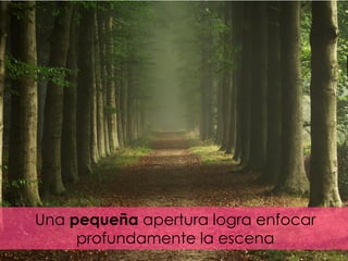 Una pequeña apertura logra enfocar
profundamente la escena
 