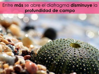 Entre más se abre el diafragma disminuye la
profundidad de campo
 