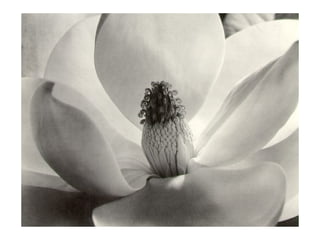 APERTURE The aperture of a lens is the diameter of the lens opening  The larger the diameter of the aperture, the more light reaches the film / image sensor Aperture is expressed as  F-stop, e.g. F2.8 or f/2.8 The smaller the F-stop number (or f/value), the larger the lens opening (aperture) (inverse relationship) Controls depth of field 