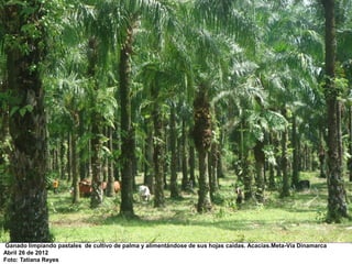 Ganado limpiando pastales de cultivo de palma y alimentándose de sus hojas caídas. Acacías.Meta-Vía Dinamarca
Abril 26 de 2012
Foto: Tatiana Reyes
 