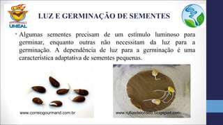 LUZ E GERMINAÇÃO DE SEMENTES
• Algumas sementes precisam de um estímulo luminoso para
germinar, enquanto outras não necessitam da luz para a
germinação. A dependência de luz para a germinação é uma
característica adaptativa de sementes pequenas.
www.correiogourmand.com.br www.rufiasdelordelo.blogsport.com
 