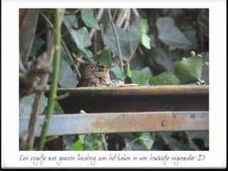 Een vogeltje was gewoon freaking aan het baden in een kommetje regenwater :D
 