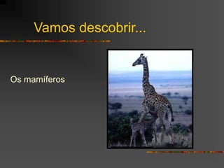 Vamos descobrir...
Os mamíferos
 