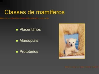 Classes de mamíferos
 Placentários
 Marsupiais
 Prototérios
 