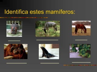 Identifica estes mamíferos:
 
