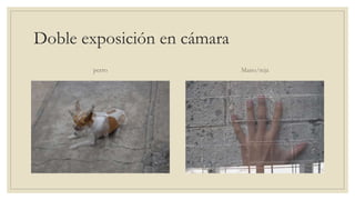 Doble exposición en cámara
perro Mano/reja