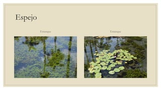 Espejo
Estanque Estanque