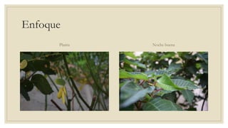 Enfoque
Planta Noche buena