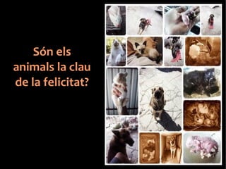 Són els 
animals la clau 
de la felicitat? 
 