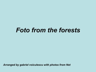 Foto from the forests Arranged by gabriel voiculescu with photos from Net 