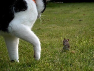 Fotografias Incríveis