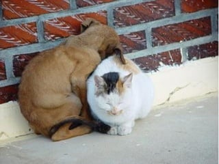 Fotografias Incríveis