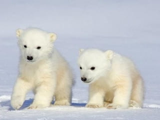 Fotografias Incríveis