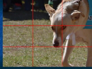 Fotografía Básica