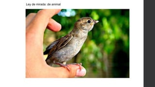 Ley de mirada: de animal
 