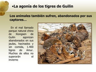La agonía de los tigres de Guilin En el mal llamado parque natural chino de Xiongsen de Guilin agonizan abandonados en sus jaulas, hacinados y sin comida, 1.400 tigres de Amur. Muchos de ellos no superarán el invierno Los animales también sufren, abandonados por sus captores… 