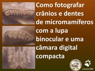 Como fotografar crânios e dentes  de micromamíferos com a lupa binocular e uma câmara digital compacta jcmorais 2009 
