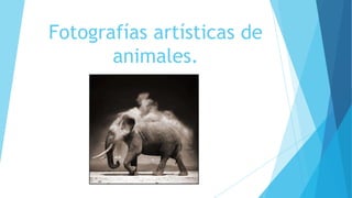 Fotografías artísticas de
animales.
 