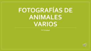 FOTOGRAFÍAS DE
ANIMALES
VARIOS
IV Unidad
 
