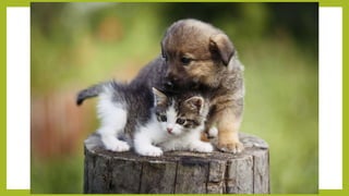 Fotografías de animales.ppsx