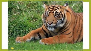 Fotografías de animales.ppsx