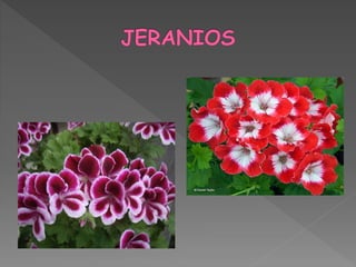 Fotografías de plantas