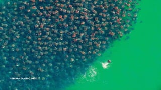 ESPERANZA GELO ORTIZ
 