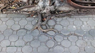 ESPERANZA GELO ORTIZ
 