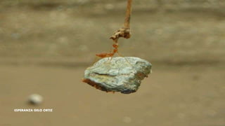 ESPERANZA GELO ORTIZ
 