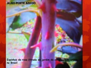 Algo ponte agudo

Espinhos de rosa (tirada do jardim da congregação cristã
no Brasil

 